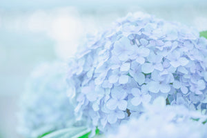 photo-wallpaper-the-hydrangea