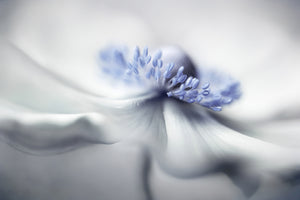 photo-wallpaper-anemone-spirit