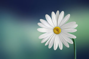 photo-wallpaper-flower