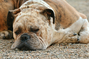 photo-wallpaper-tired-boxer