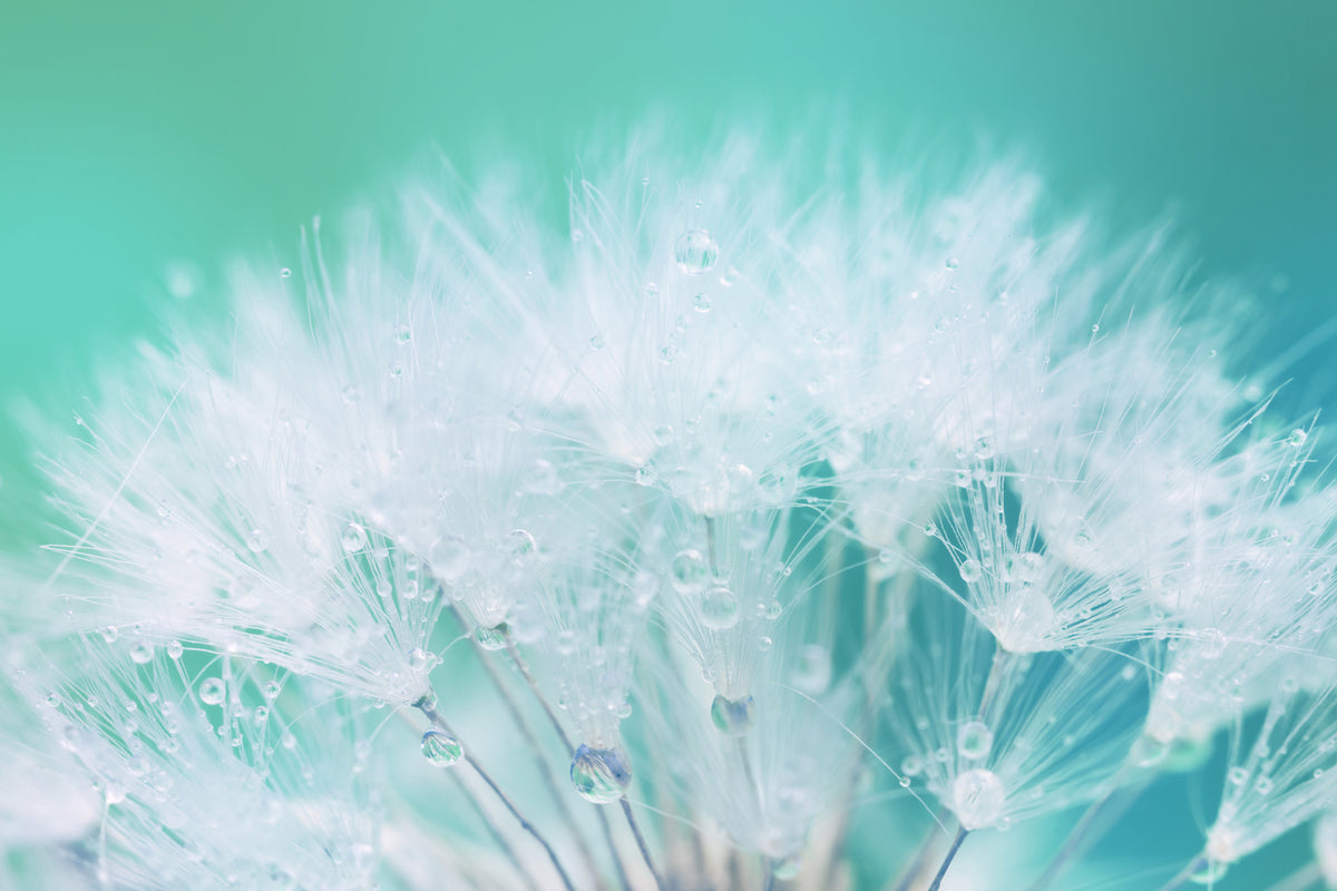 photo-wallpaper-close-up-dandelion-in-morning-dew