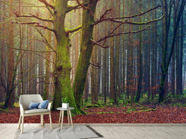 photo-wallpaper-alone-in-the-woods