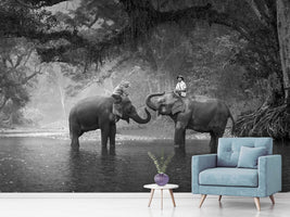 photo-wallpaper-two-elephants