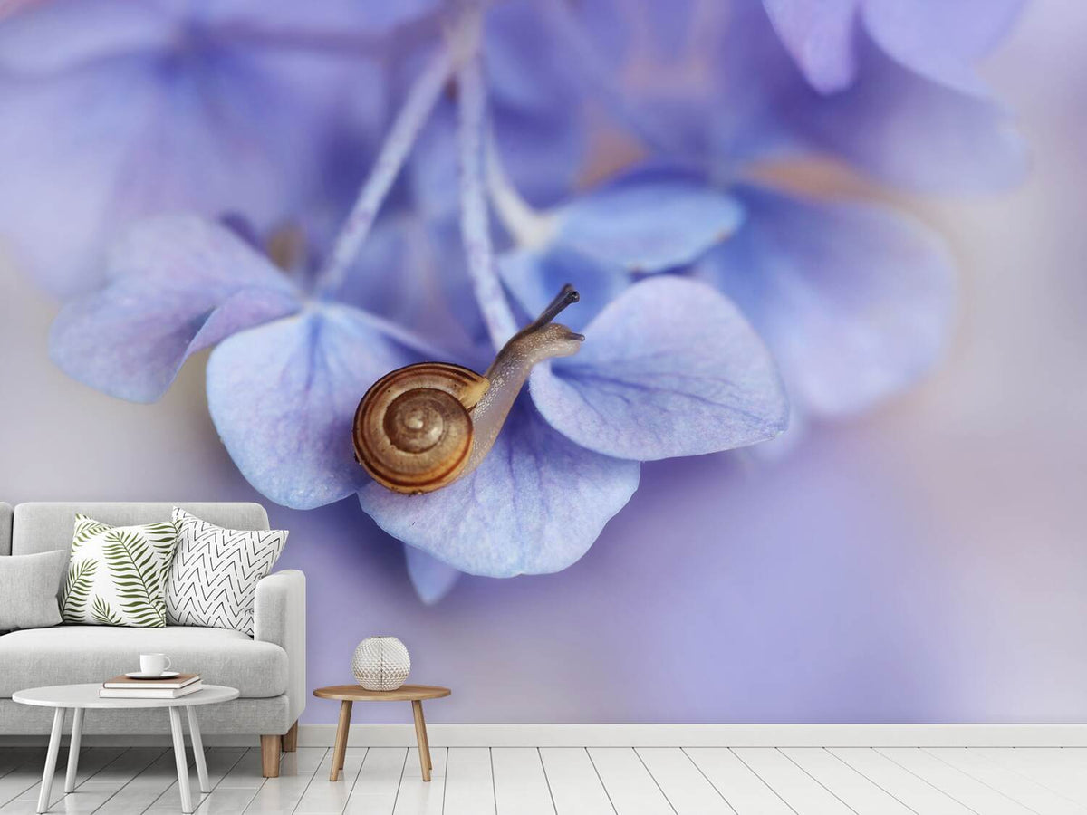 photo-wallpaper-little-snail-on-hydrangea-x