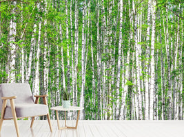 photo-wallpaper-the-birch-forest