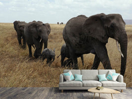 photo-wallpaper-elephant-family