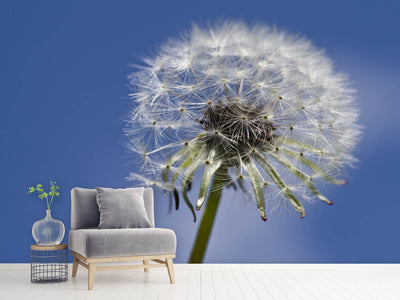 photo-wallpaper-the-dandelion-in-xxl