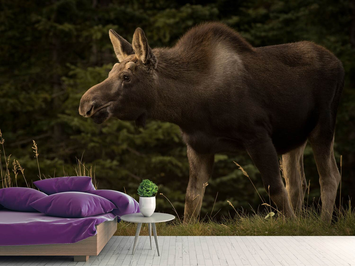 photo-wallpaper-young-moose-on-the-loose