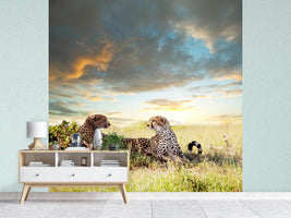 photo-wallpaper-cheetahs