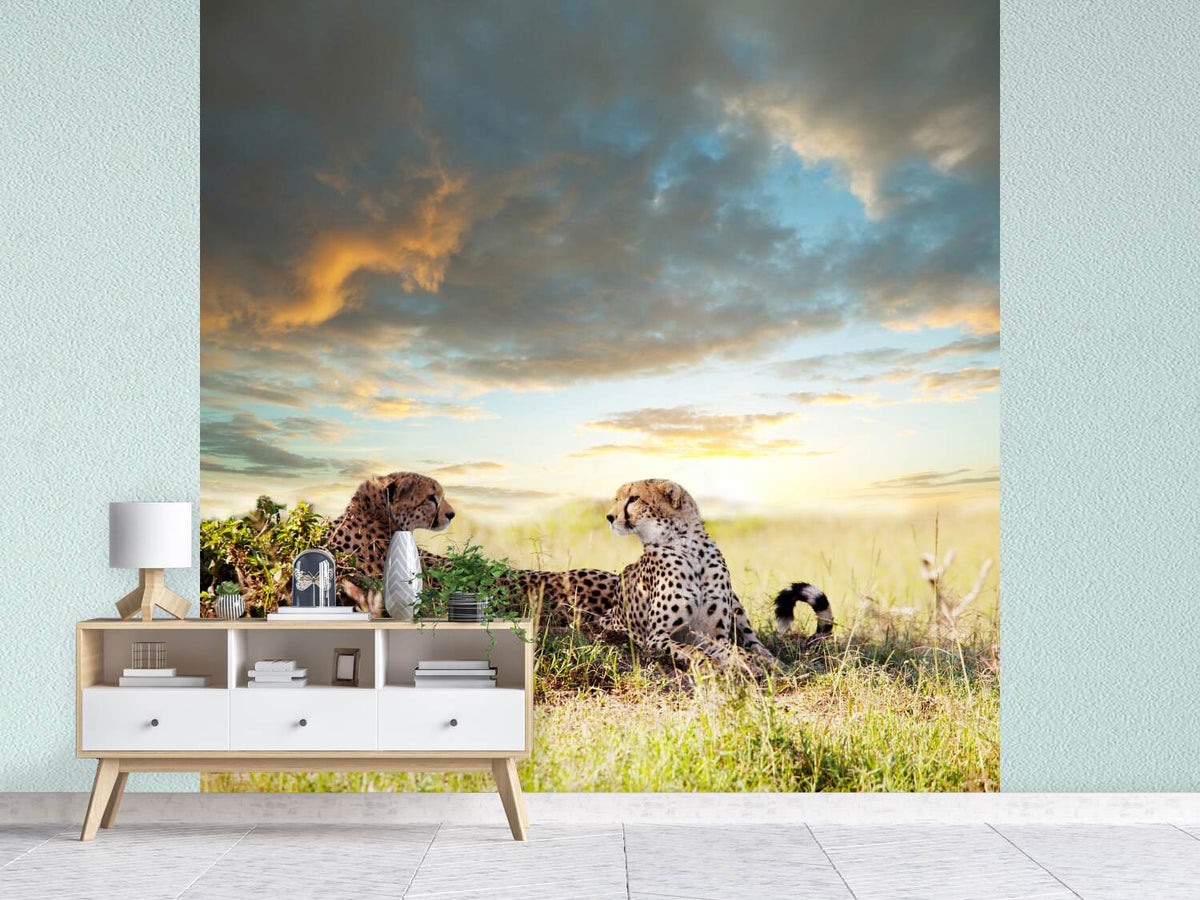 photo-wallpaper-cheetahs