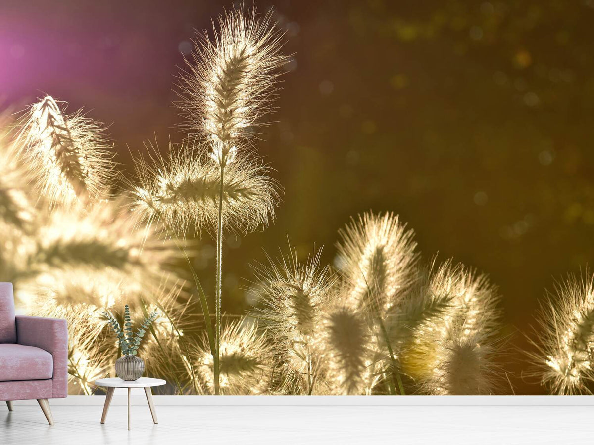 photo-wallpaper-the-ornamental-grass