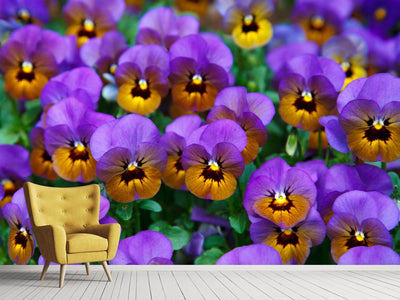 photo-wallpaper-the-pansies