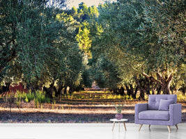 photo-wallpaper-magnificent-olive-trees