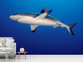 photo-wallpaper-shark-in-the-dark-sea