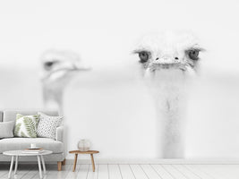 photo-wallpaper-funny-ostrich