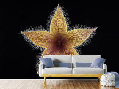 photo-wallpaper-stapelia-grandiflora