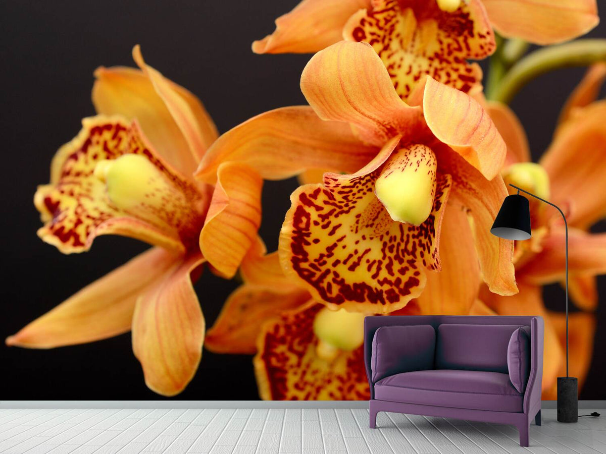 photo-wallpaper-orchids-with-orange-flowers