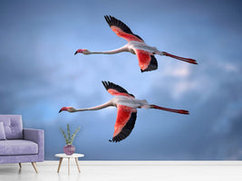 photo-wallpaper-greater-flamingos-x