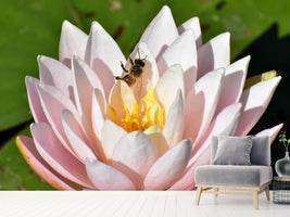 photo-wallpaper-the-bee-on-the-water-lily