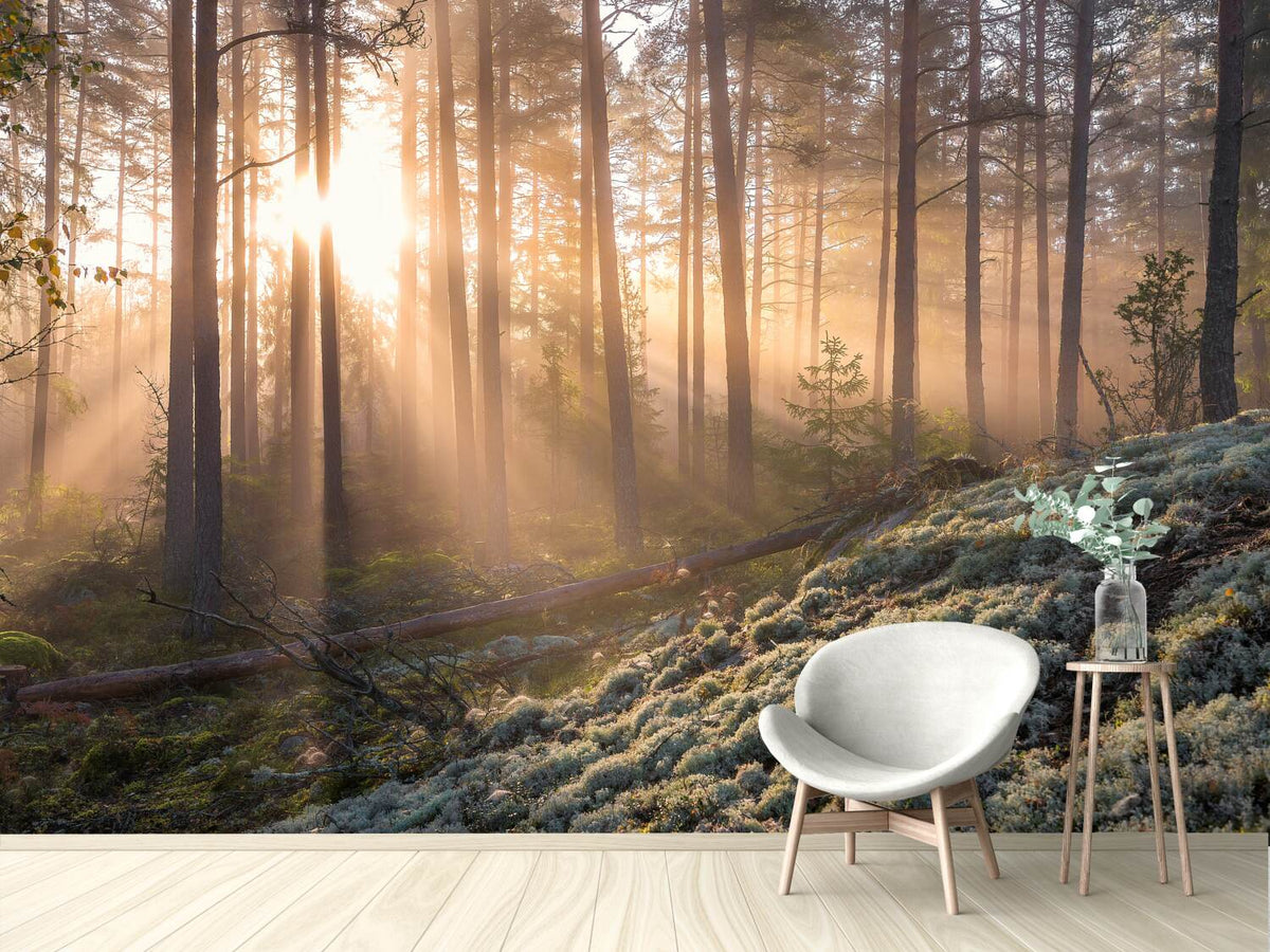 photo-wallpaper-foggy-morning-in-the-forest
