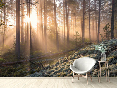 photo-wallpaper-foggy-morning-in-the-forest