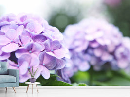 photo-wallpaper-hydrangeas