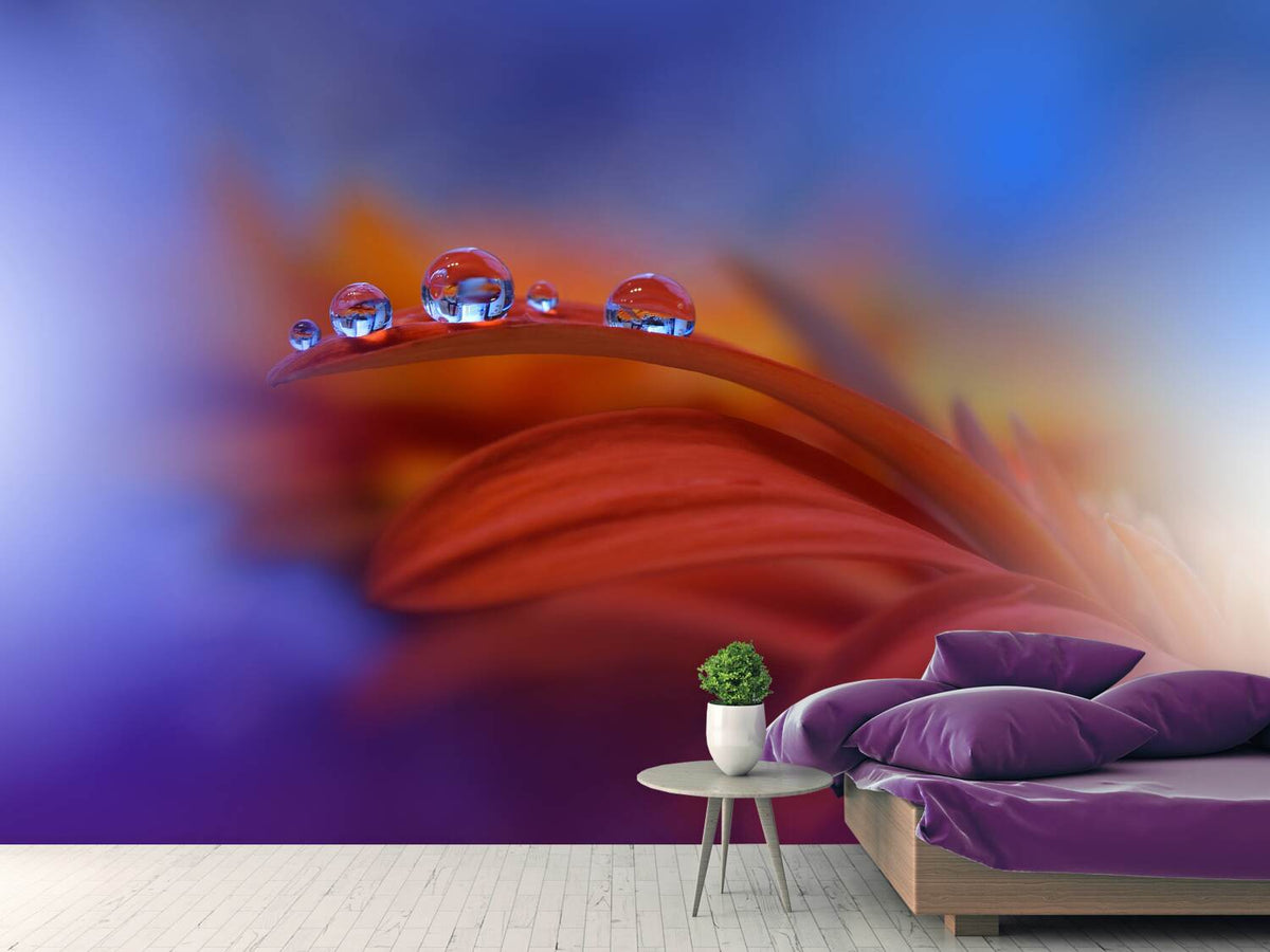 photo-wallpaper-metamorphosis