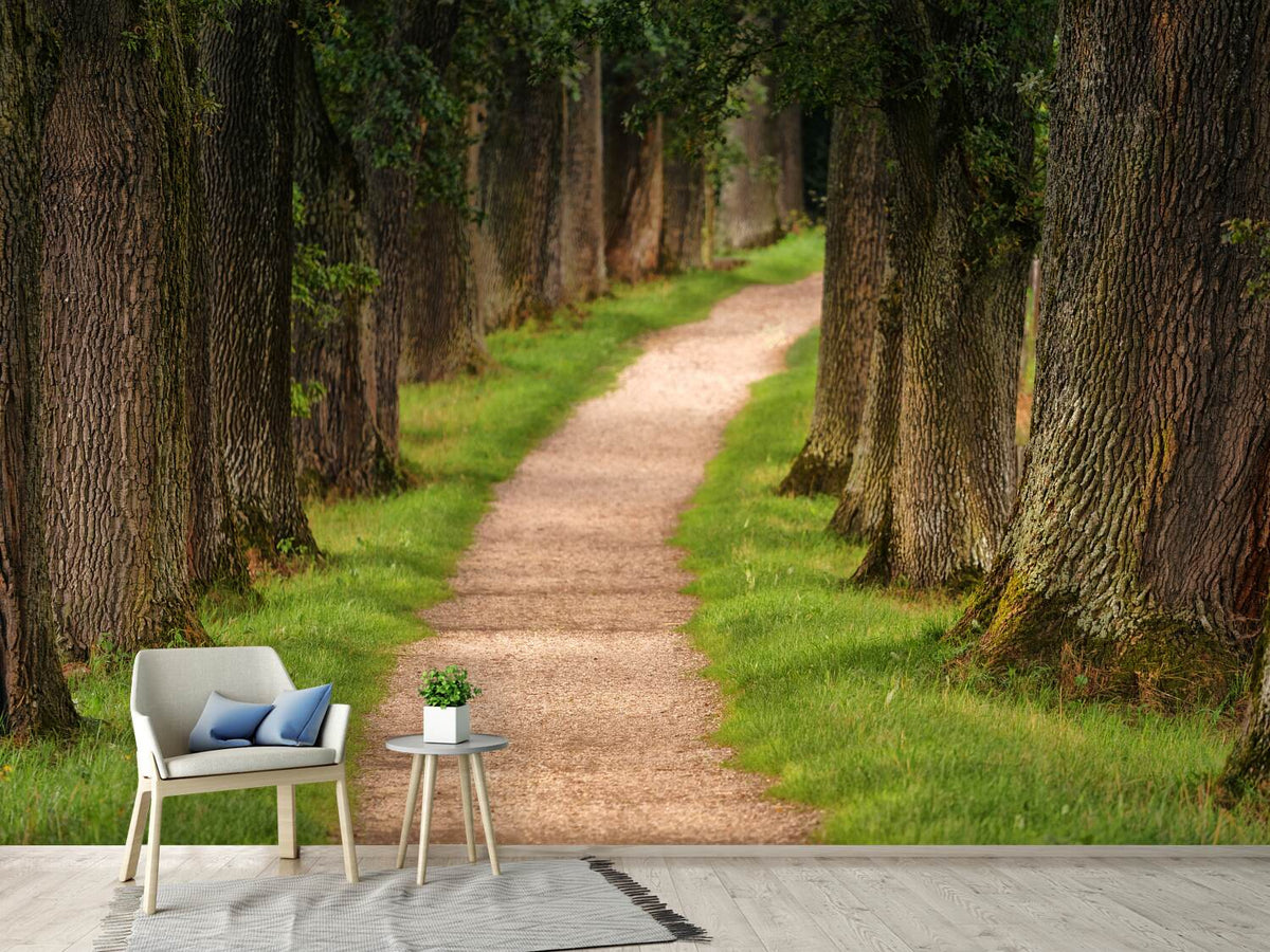 photo-wallpaper-a-path-in-the-forest