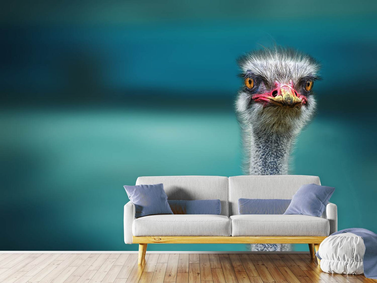 photo-wallpaper-blue-meets-ostrich