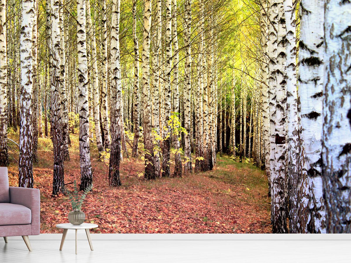 photo-wallpaper-the-path-between-birches