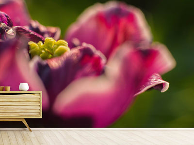 photo-wallpaper-macro-tulip-in-red