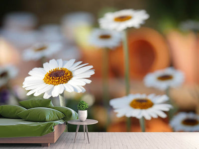 photo-wallpaper-daisies-xl