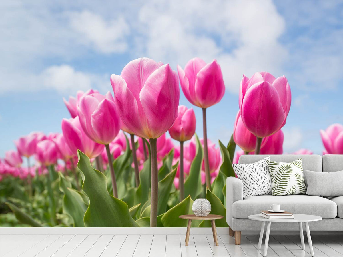 photo-wallpaper-tulip-field-in-pink