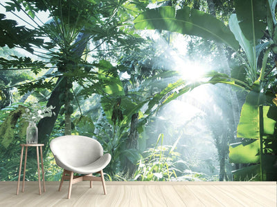 photo-wallpaper-jungle-star