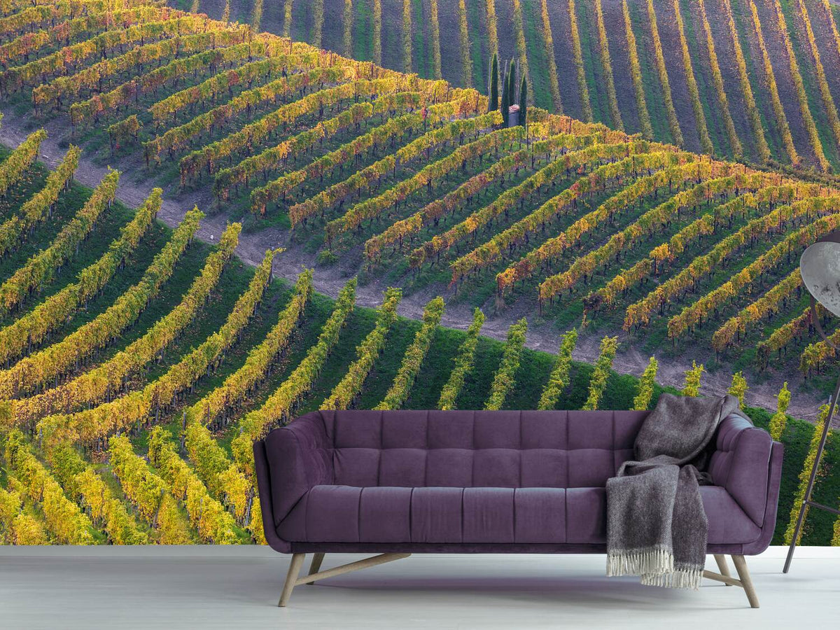 photo-wallpaper-vineyards-x