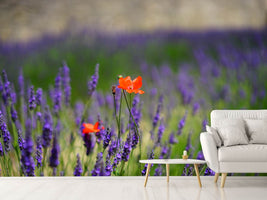 photo-wallpaper-poppy-in-the-lavender