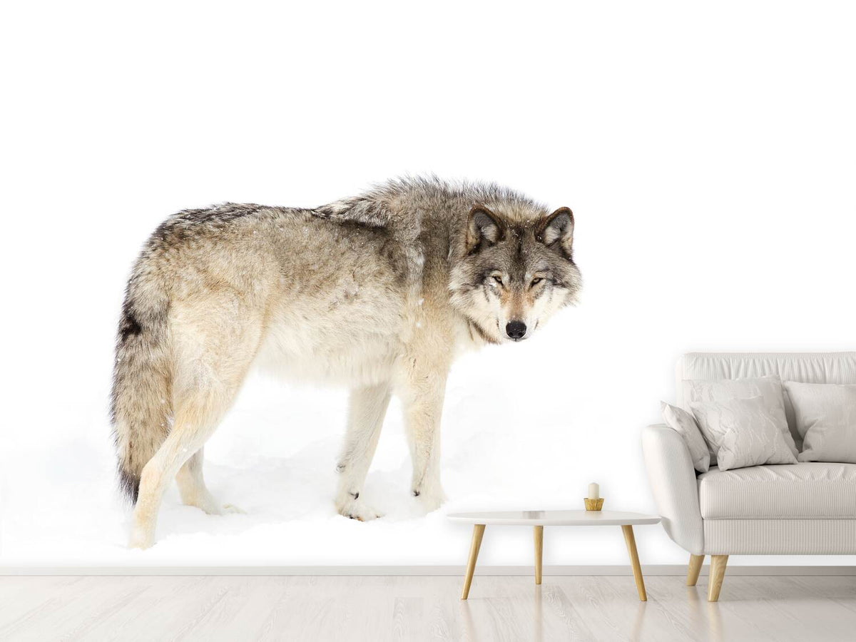 photo-wallpaper-canadian-timber-wolf