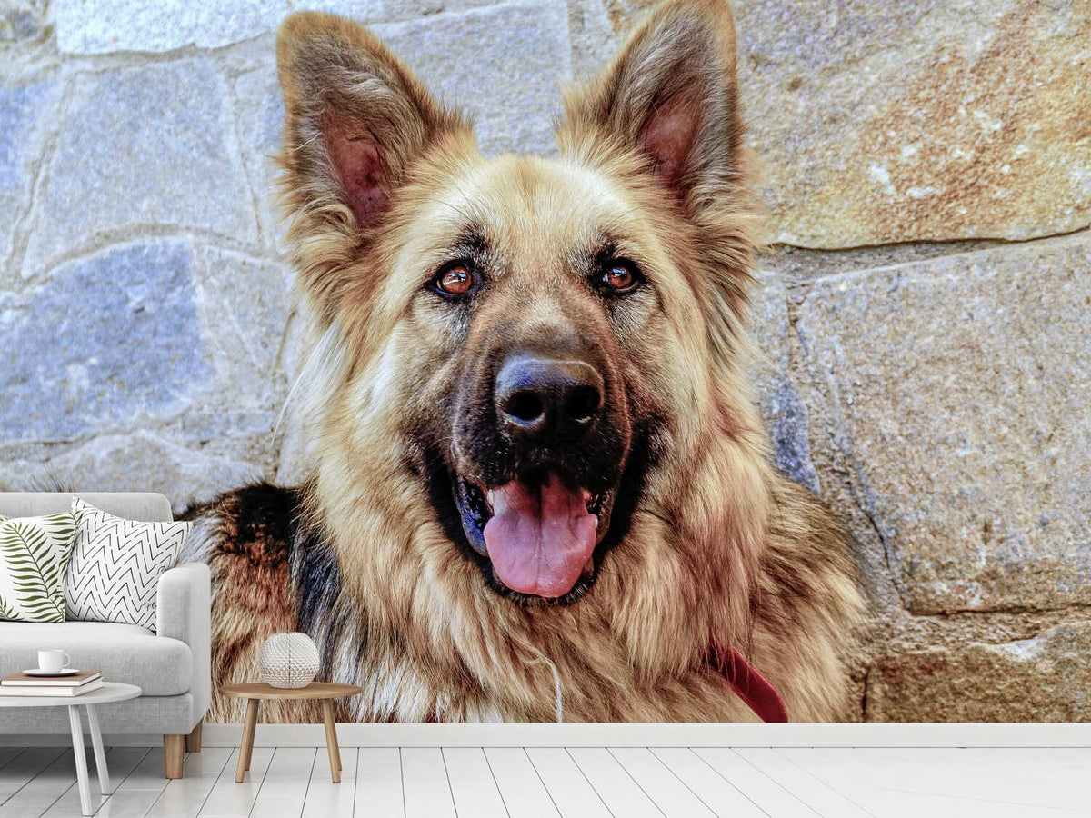 photo-wallpaper-the-german-shepherd