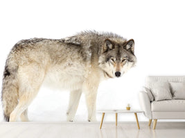 photo-wallpaper-canadian-timber-wolf