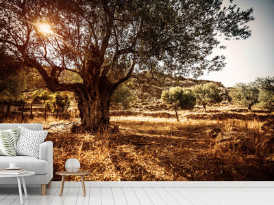 photo-wallpaper-olive-grove