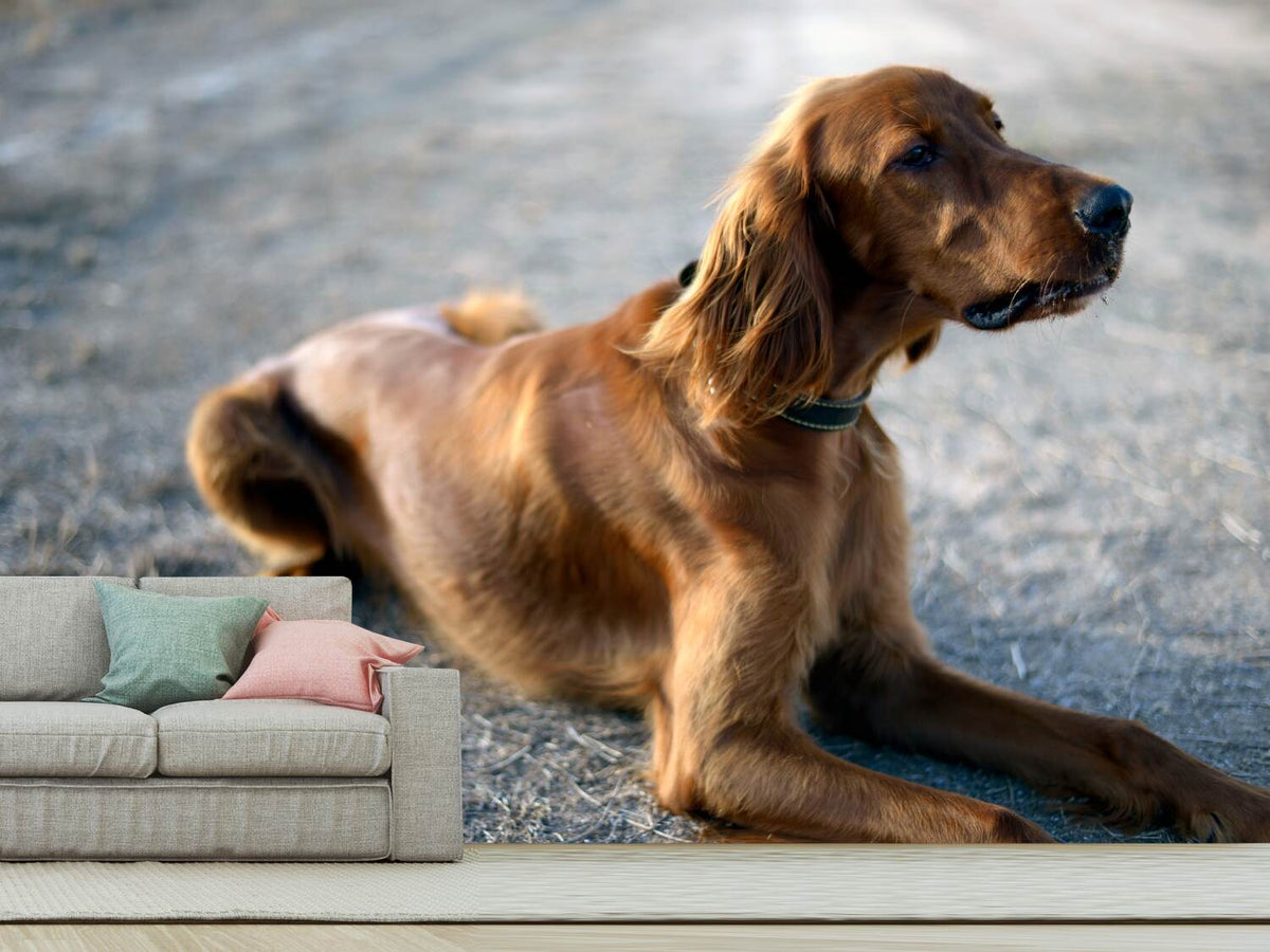 photo-wallpaper-the-irish-setter