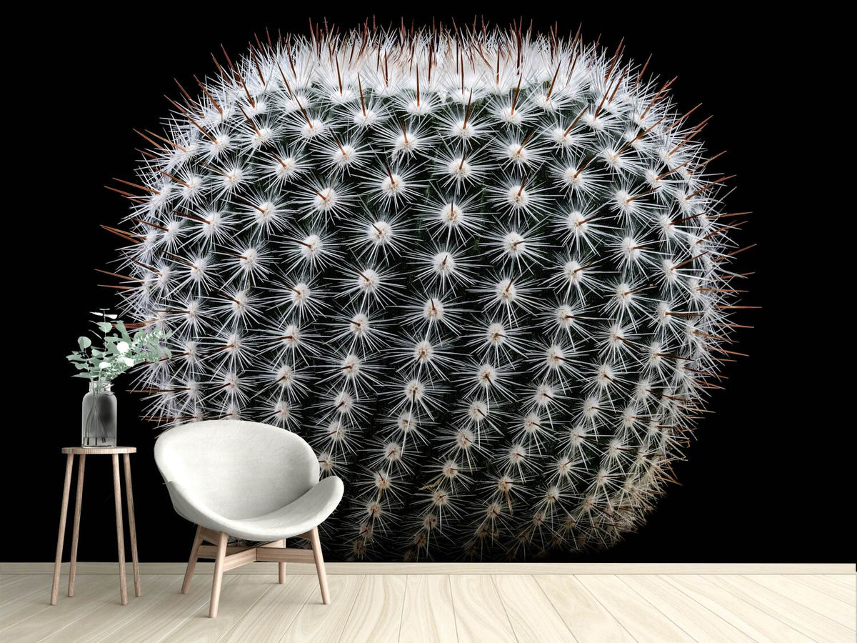 photo-wallpaper-notocactus-scopa-ii