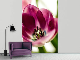 photo-wallpaper-tulip-i