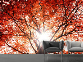 photo-wallpaper-light-of-autumn