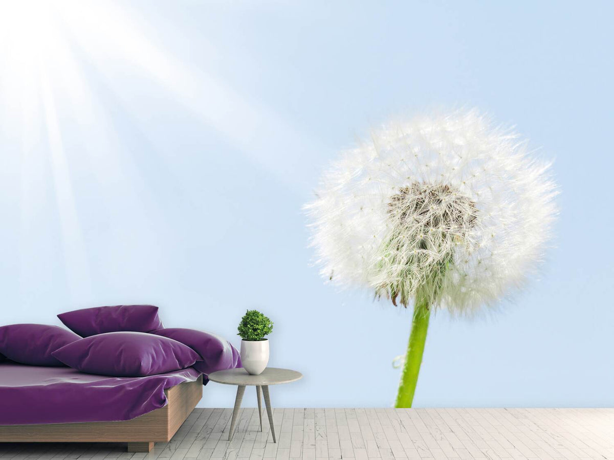 photo-wallpaper-dandelion-in-sunbeam