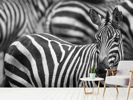 photo-wallpaper-stripes-x