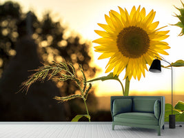 photo-wallpaper-sunflower-in-the-sunrise