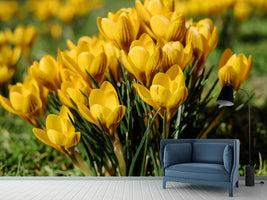 photo-wallpaper-crocuses-in-spring