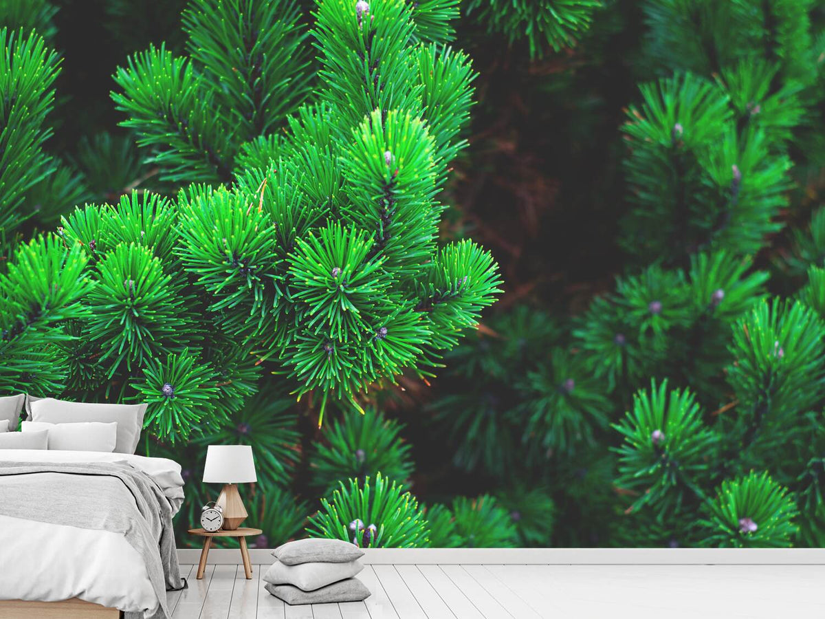 photo-wallpaper-pine-xl