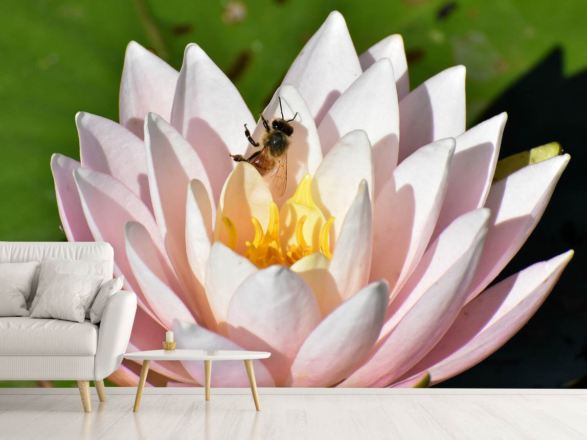 photo-wallpaper-the-bee-on-the-water-lily